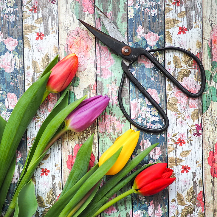 wooden, table, colorful, flower, tulips, scissors, tulip