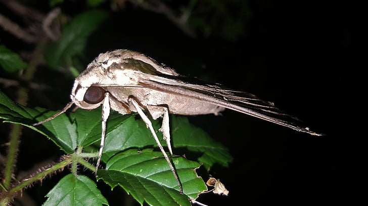 papillon de nuit, Sphinx moth, rubané sphinx moth, insecte, ailes, marquages, feuilles