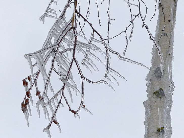 icicle, cold, icy, winter, branch, tree, close-up
