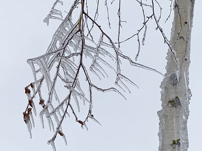 jégcsap, hideg, jeges, téli, fióktelep, fa, közeli kép: