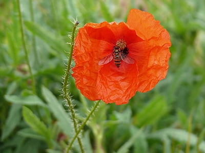 Rosella, insecte, Vespa, flor de rosella, Rosella vermella, klatschmohn, flor