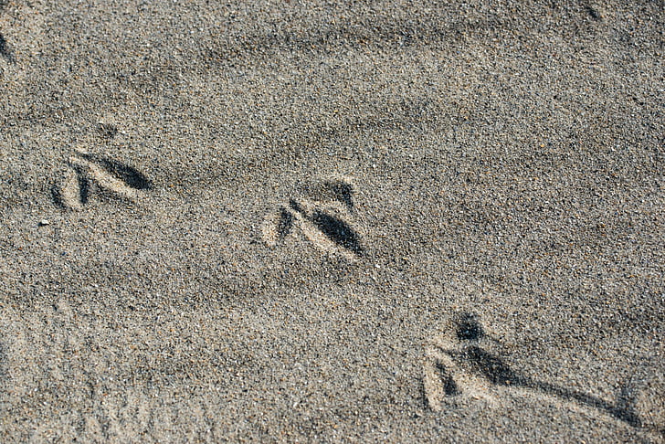 vogel, sporen in het zand, strand, zand, voetafdrukken, sporen, Noordzee