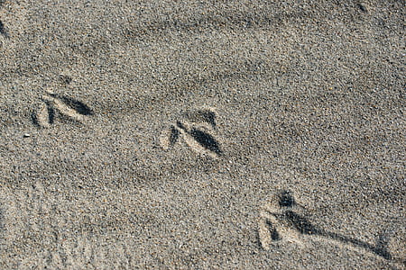 vogel, sporen in het zand, strand, zand, voetafdrukken, sporen, Noordzee