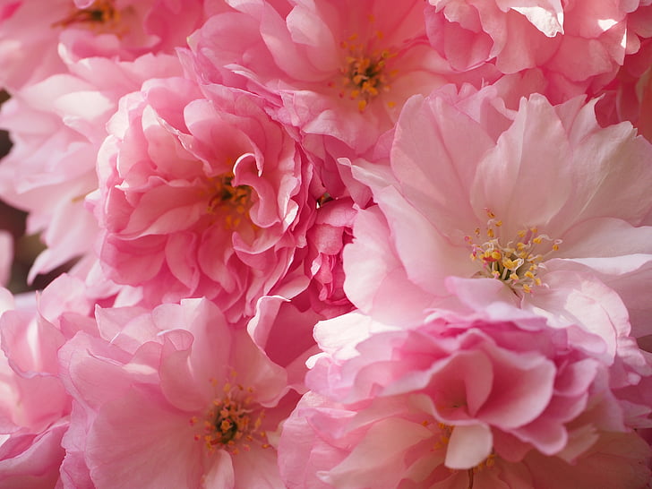 ดอกซากุระ, ซากุระญี่ปุ่น, กลิ่น, ดอก, บาน, ญี่ปุ่นดอกเชอร์รี่, ซากุระประดับ