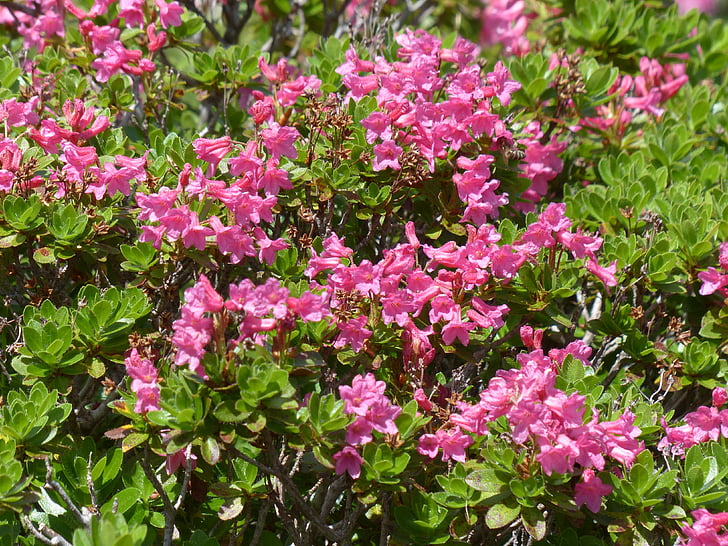 Värekarvallinen alpenrose, kukat, vaaleanpunainen, Rhododendron hirsutum, Rhododendron, Heather vihreä, Ericaceae