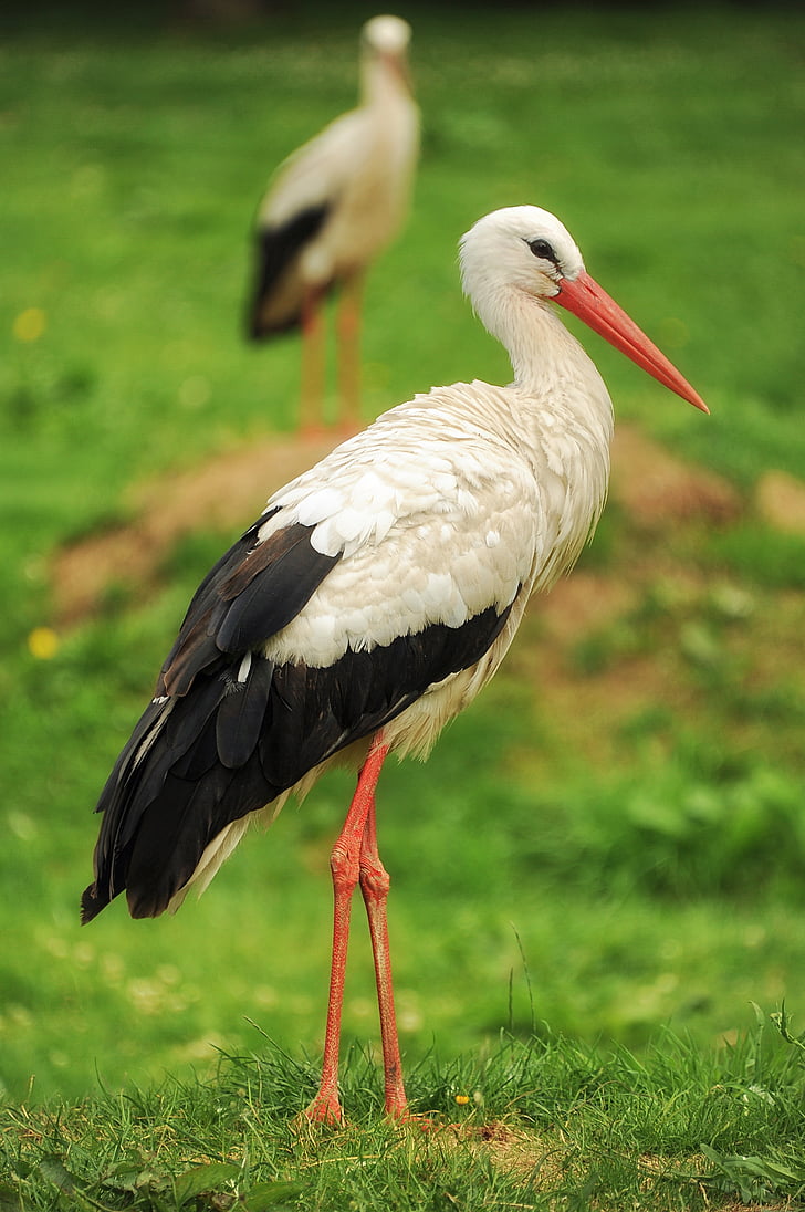 Stork, fuglen, natur, eng, dyr, hvit stork, dyr i naturen