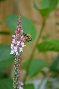 abejorro, bebiendo néctar, lisimaquia de color rosa pálido, jardín, insectos, flor, verano