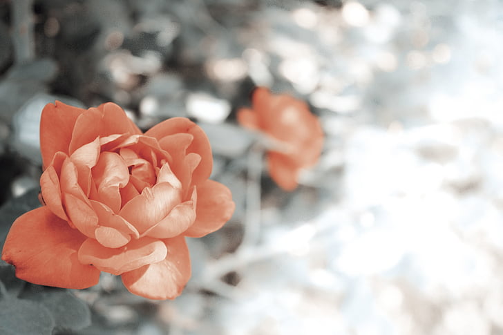 розовый, Роза, селективный, Фото, цветок, Лепесток, Природа