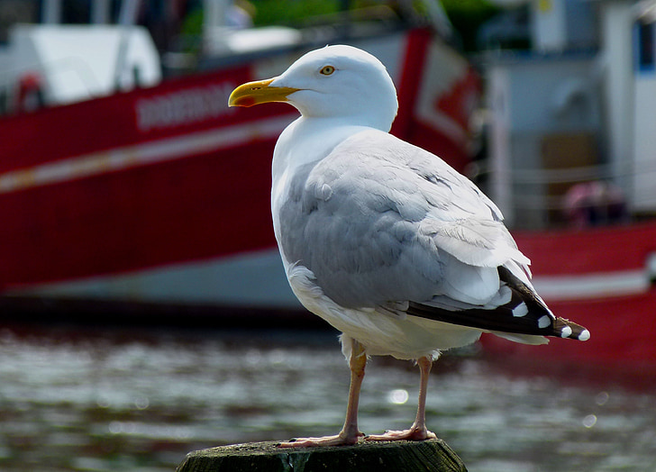 seagull, maritime, bird, coast, water, water bird, nature