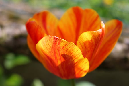 Tulip, bunga, musim semi, alam, tanaman, Kecantikan di alam, kuning