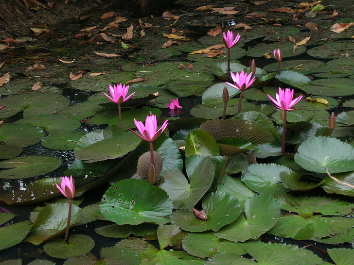 Lotus pond, Kambodža, Lily pads, Rāmums, mierīgu, ūdens lily, daba