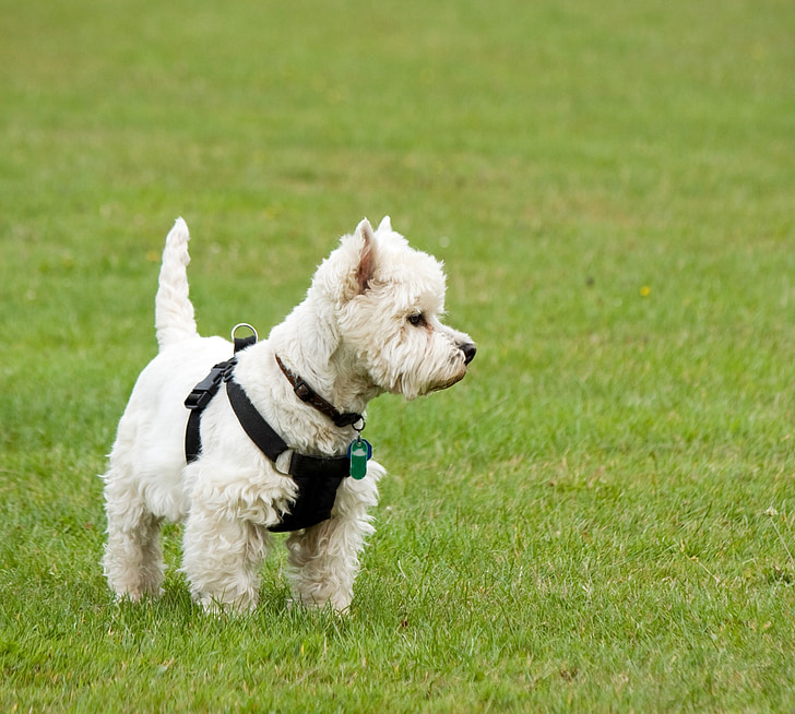 cão, Westie, oeste altiplano terrier, West highland white terrier, Terrier, Branco, bonito