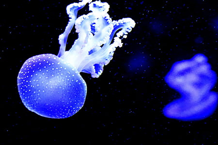 Медуза, Аквариум, под водой, мне?, Салон красоты, Рисунок, океан