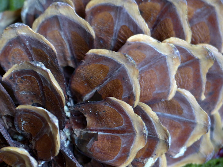 pine cone, macro, nature, close-up, forest, plant, decoration
