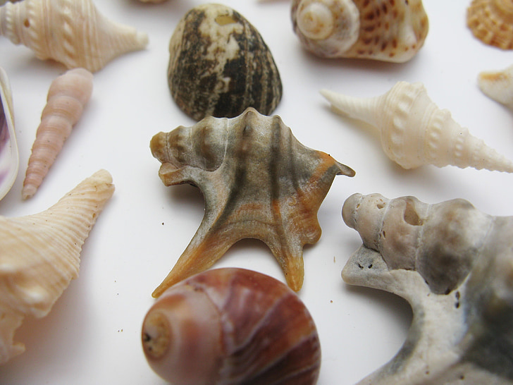midijos, jūriniai gastropodai, meeresbewohner, makro, jūros gyvūnai, būsto, perlamutras
