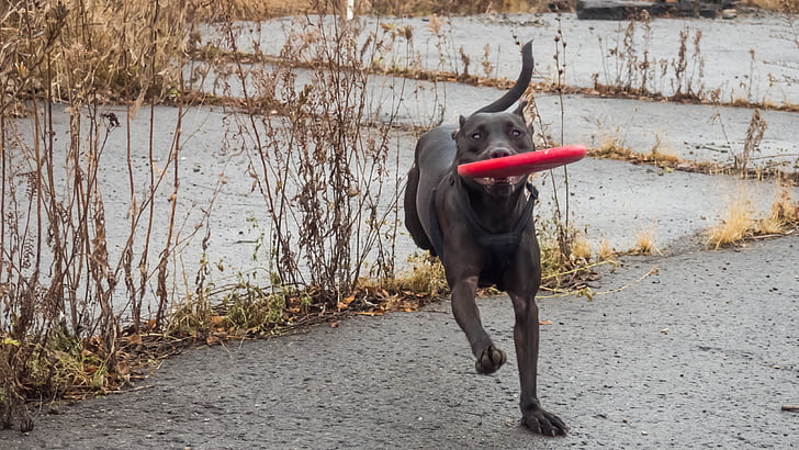 hond, Whippet mix, Val, frisbee, dier, natuur, zoogdier