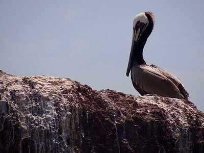 Pelikan, Sea bird, Strand, Urlaub