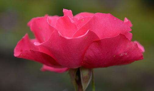 τριαντάφυλλα, λουλούδι, φύση, μακροεντολή, ροζ, τριαντάφυλλο, Φωτογραφίες