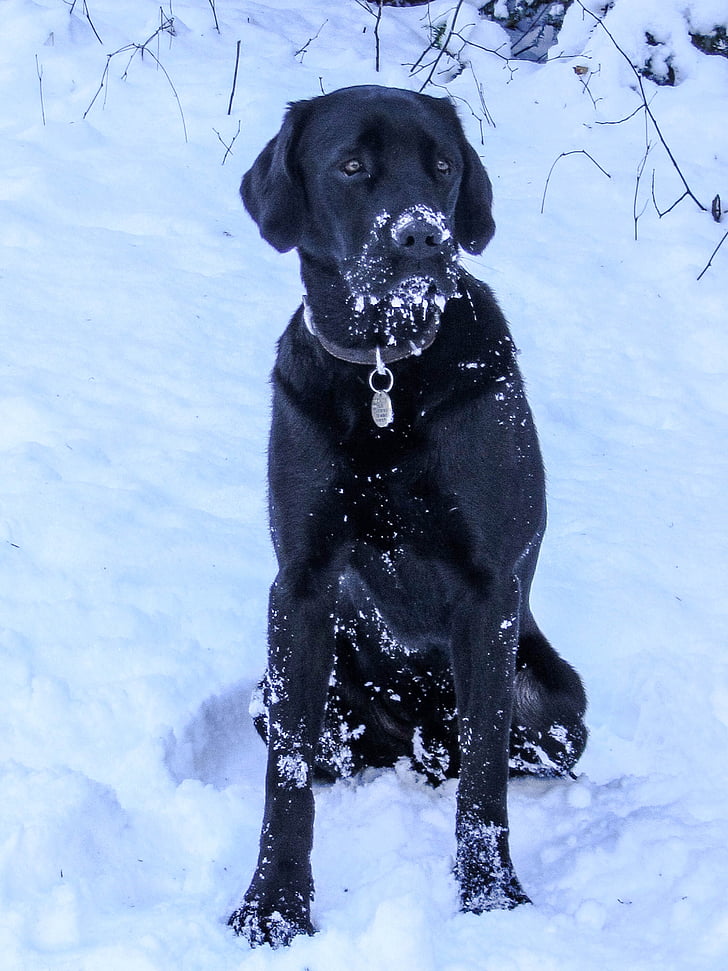dzīvnieku, PET, Black labrador, sniega, ziemas
