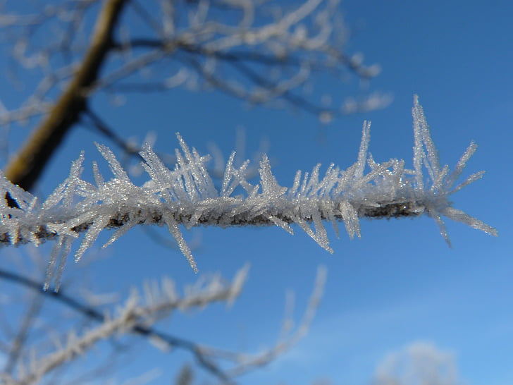 hoarfrost, eiskristalle, frost, winter, cold, frozen, branch