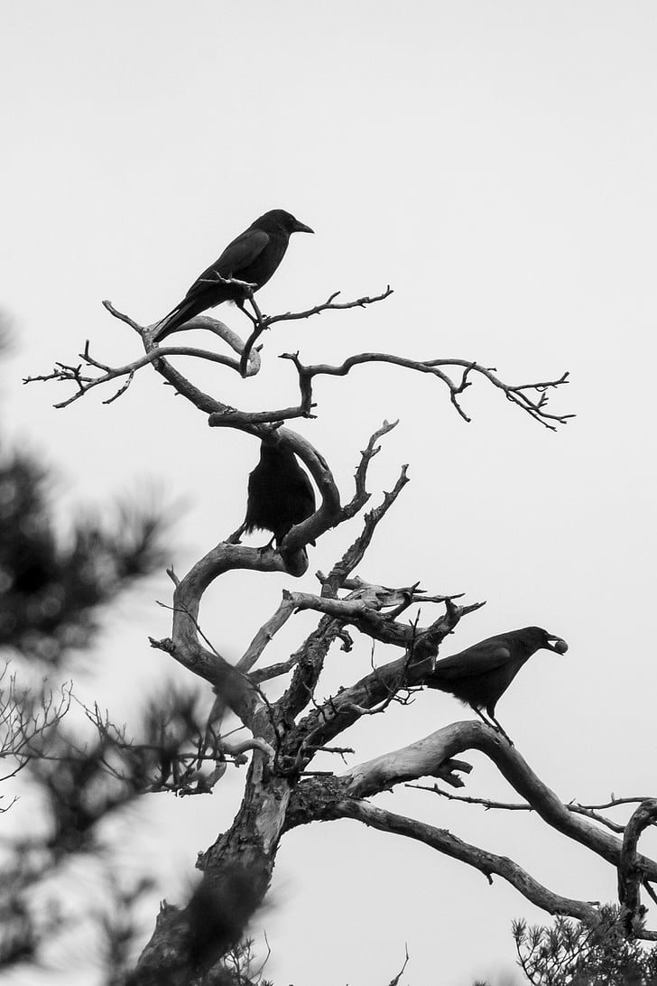 Vares, linnud, talvel, must, Raven lind, Kahl, corvidae