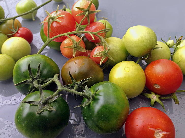 tomat, sayuran, Taman