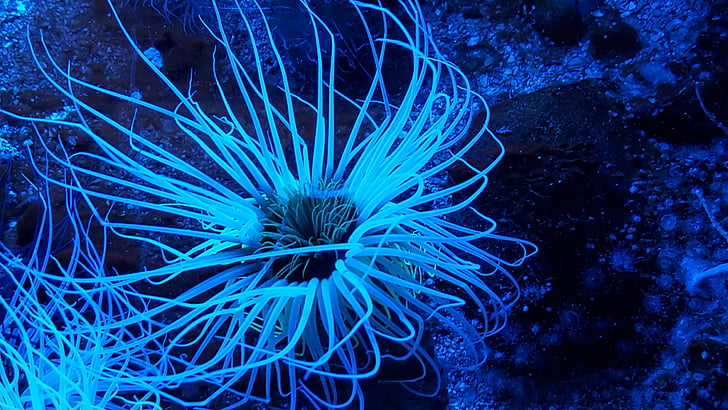 sea anemone, aquarium, ocean, animal, water-dwelling, predators, actiniaria