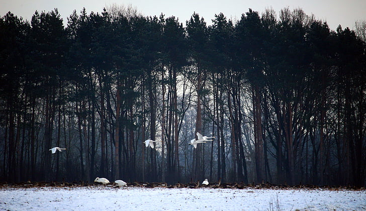 Дикі Гуси, Лебідь-кликун, лебеді, летять, взимку, сніг, перелітних птахів