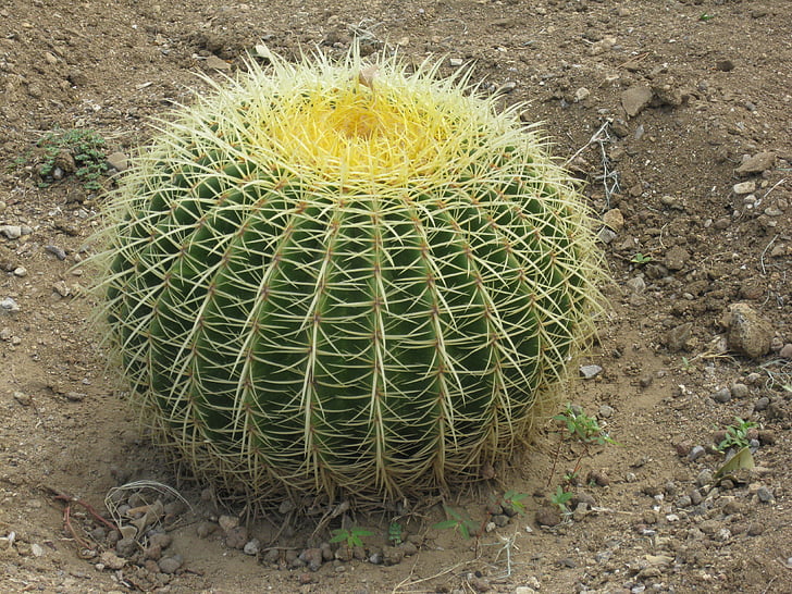 kaktus, bodljikavo, biljka, potaknuti, o, sferni, zelena žuta