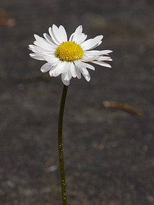 λουλούδι, příroda, Margareta, λευκό, Κήπος, άνοιξη
