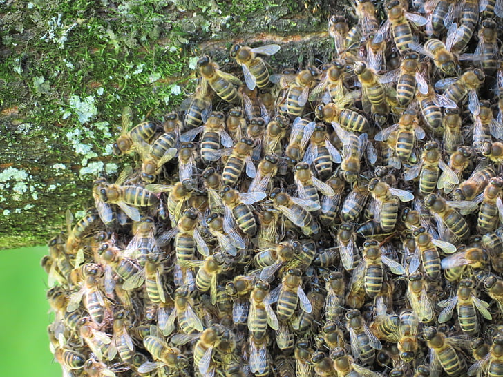 lebah, sarang, serangga, alam, musim panas, terbang, perlebahan
