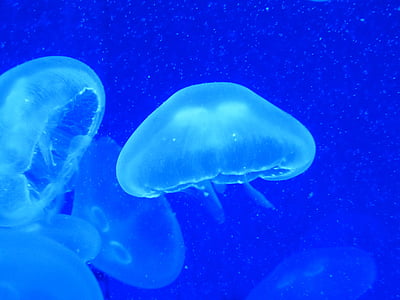 meduze, cnidarian, apa, mare, acvariu