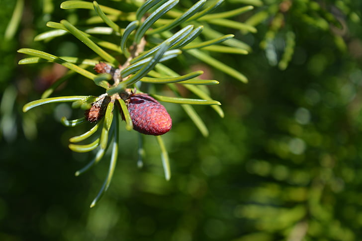 serbian spruce, pine cones, nature, tree