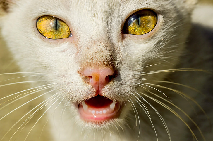 kat, gezicht van de kat, de ogen van de kat, dier, huisdier, geel, ogen