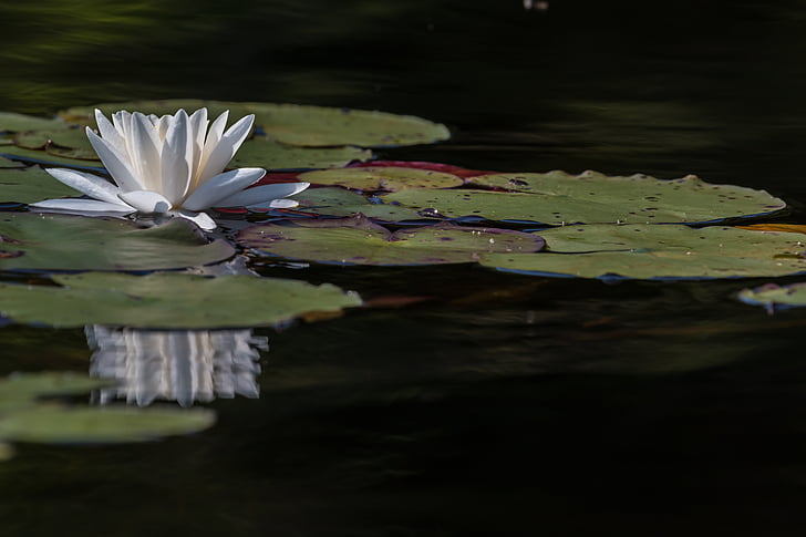 Lilly, agua, flor, lirio de agua, naturaleza, estanque, Lotus nenúfar