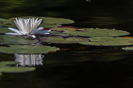 Lilly, Wasser, Blume, Seerose, Natur, Teich, Lotus Seerose