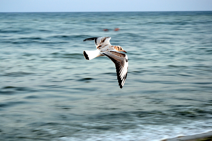 Seagull, vingar, fågel, vatten, havet, flygande, naturen