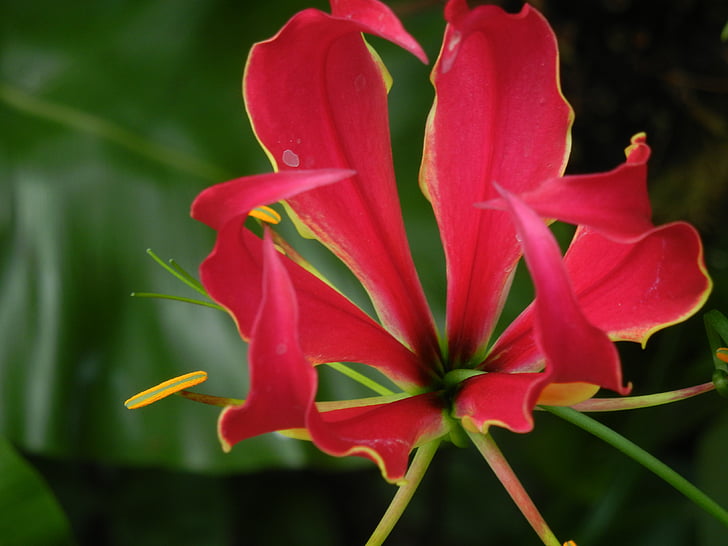 korunou slávě, Gloriosa superba, čas mnoho skleníkových, Ocúnovité, horolezec, révy květina, červená
