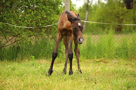 horse, foal, brown mold, suckling, thoroughbred arabian, pasture, animal