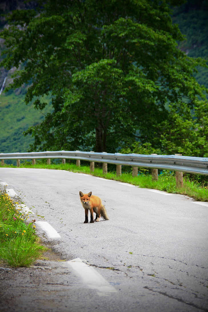 Fox, carretera, animal, flora y fauna, lindo, bebé, un animal