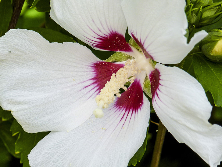 Hibiscus, Hibiscus moscheutos, taim, lill, Suurendus:, valge, loodus