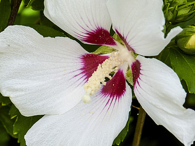Hibiscus, Hibiscus moscheutos, augu, puķe, tuvplāns, balta, daba