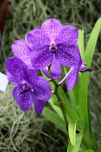 Orquídea, flor, púrpura, flores, flor, planta, floración