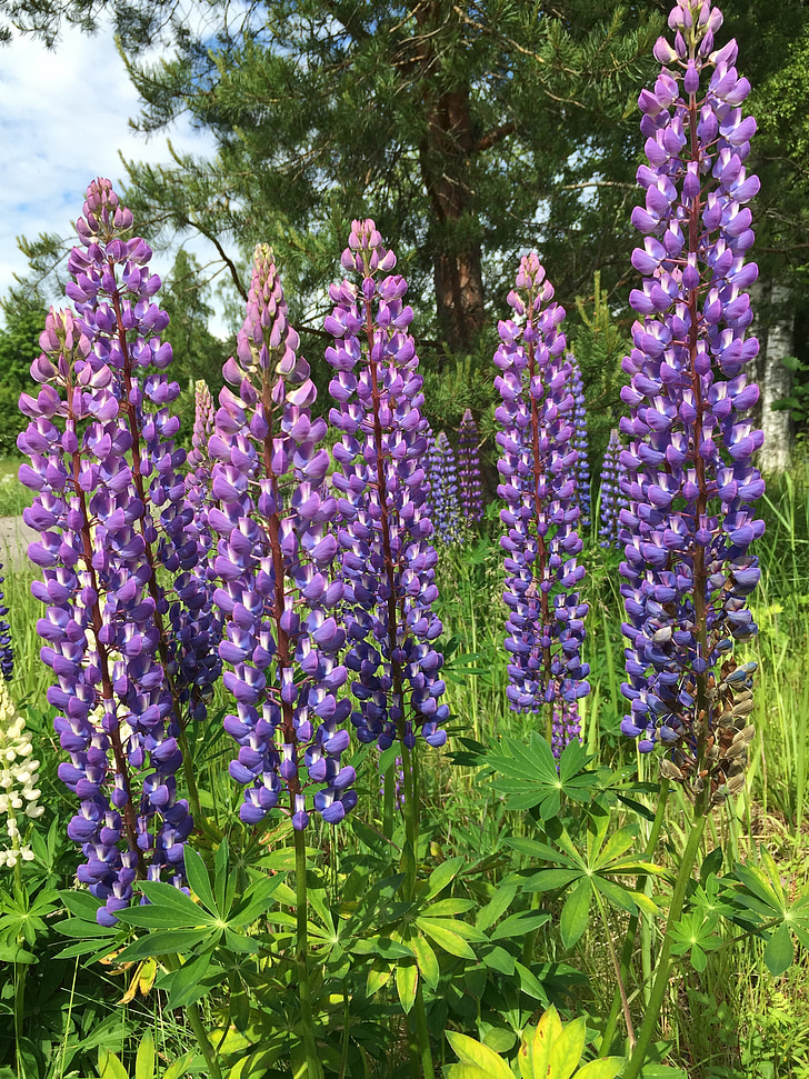 Lupin, Purple, fleurs, plantes sauvages, nature