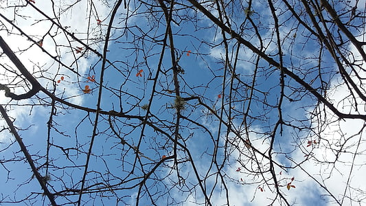 sky, twigs, nature, tree, old tree, blue