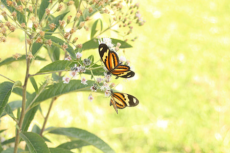 sommerfugle, dyrenes liv, sundhed