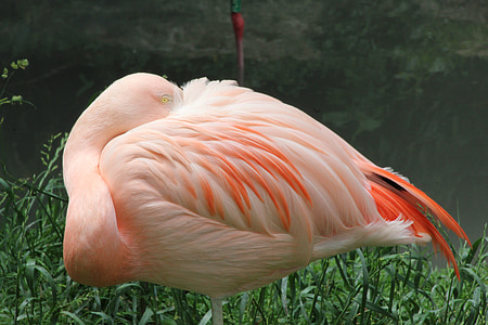 Flamingo, różowy, różowe flamingi, woda ptak