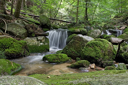 waterfall, water, green, forest, tree, nature, forests