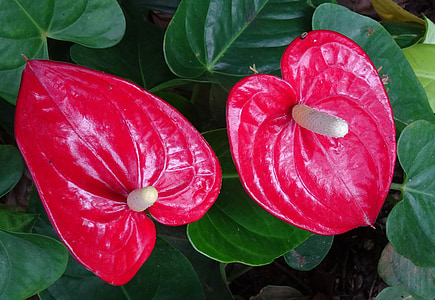 flor de flamenco, flor, flor de cola, paleta del pintor, Anthurium, andraeanum, Botánica