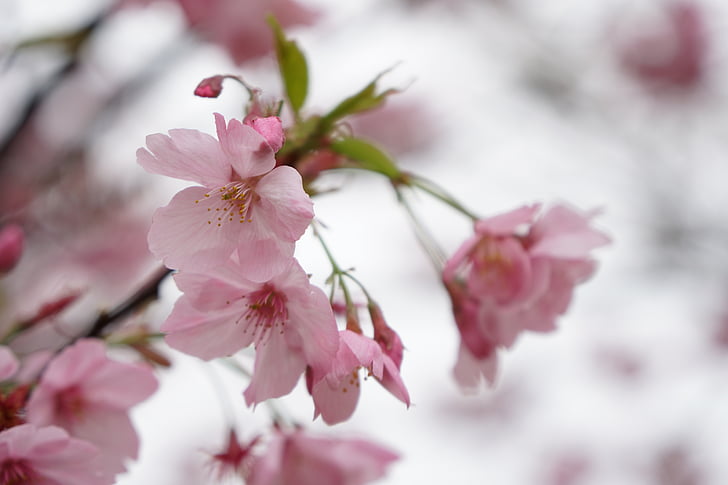 Wuhan, cseresznyevirág, rózsaszín